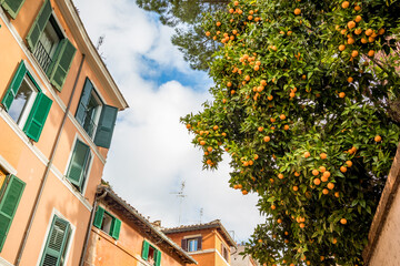 Fototapeta na wymiar Rome, Italy, partial view of an orange residential building with a citrus tree full of hanging orange fruits, low angle cityscape. Travel photograph.