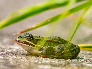 rana esculenta - common european green frog is swimming in a garden pond