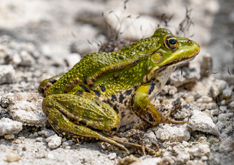 rana esculenta - common european green frog is swimming in a garden pond