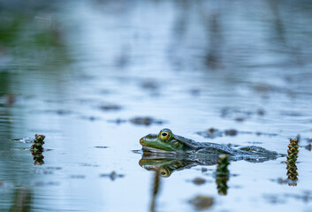 rana esculenta - common european green frog is swimming in a garden pond