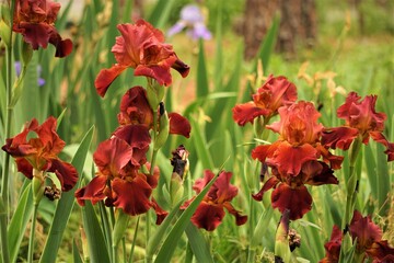 Brown iris flowers blooming in the green garden background , Spring in Georgia USA.