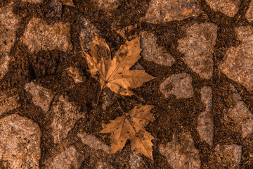 leaves on the ground