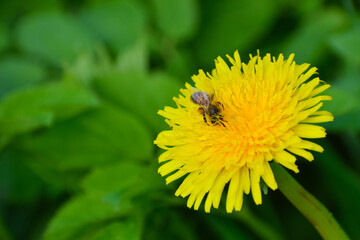 Bee on the dandelion