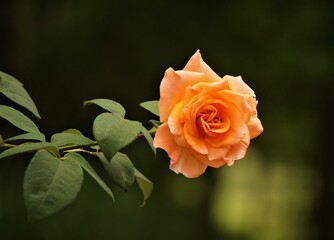 A single orange rose full bloom on the green garden background, Spring in GA USA.