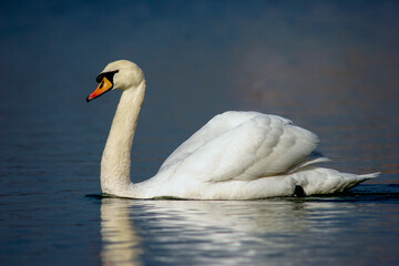 Schwan