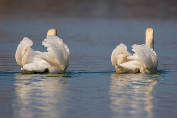 Schwan
