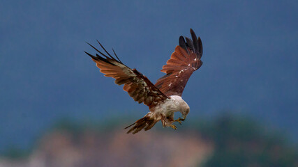 Brahminy Kite (Haliastur indus) eating the fish above the water