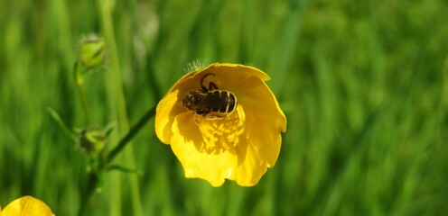 Insect on yellow buttercup flower in the meadow, closeup - obrazy, fototapety, plakaty