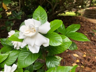 Beautiful and fragrant gardenia flower (Gardenia jasminoides) blooming in the green leaf background , Spring in Georgia USA.