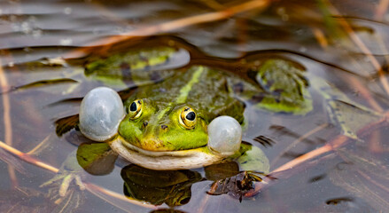 rana esculenta - common european green frog is swimming in a garden pond