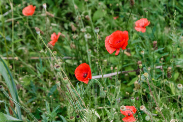 Fototapeta premium wonderful red poppies in green grass