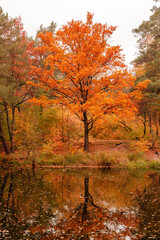 Beautiful lake in a forest with autumn trees