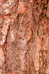 texture of bark of a fir tree