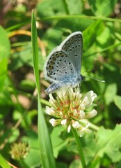 Beautiful polyommatus butterfly on white clover flower in the meadow, closeup