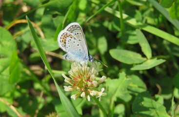 Polyommatus butterfly on white clover flower in the meadow, closeup