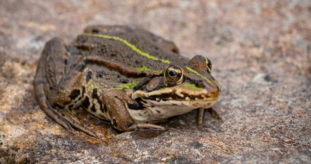 rana esculenta - common european green frog is swimming in a garden pond