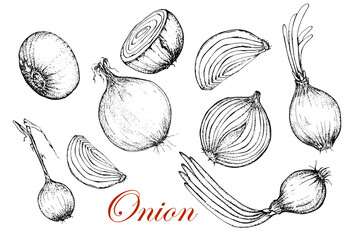 Onion. Set of onion ingredients. Whole, half and cut.Black and white vector stock illustration. Sketch. Engraving.Isolated on a white background. Drawn by hand. Vegan agriculture.