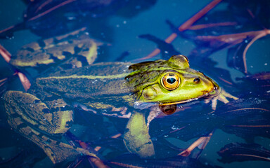 rana esculenta - common european green frog is swimming in a garden pond