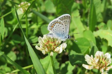 Beautiful polyommatus butterfly on a white clover flower in the meadow, closeup