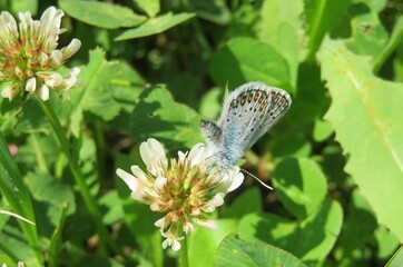 Fototapeta premium Beautiful polyommatus butterfly on a white clover flower in the meadow, closeup