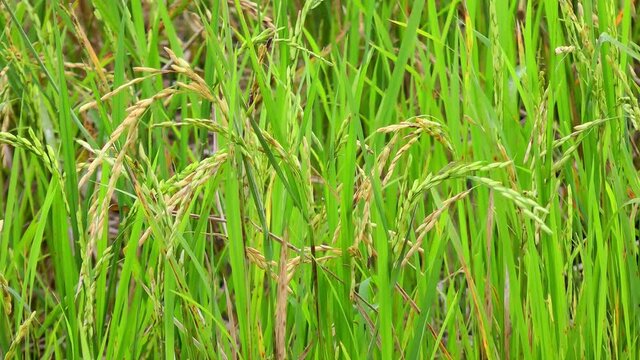 Rice paddy with ripening rice on Panay island in Philippines