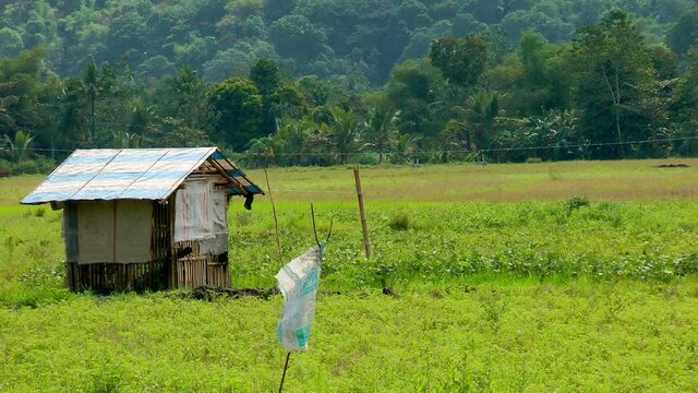 Mung beans and rice field on Panay island Philippines