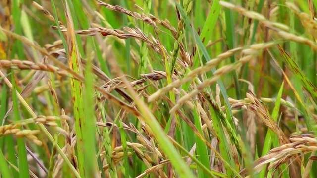 Rice paddy with ripening rice on Panay island in Philippines