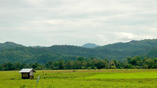 Mung beans and rice field on Panay island Philippines