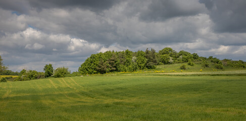 meadow and forest under cloudy skies