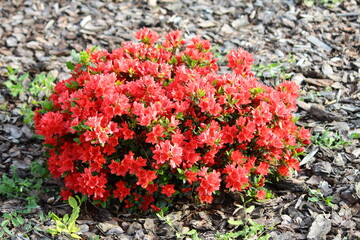 Red azalea flowers of the "Kermesina" variety