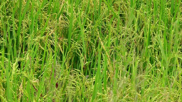Rice paddy with ripening rice on Panay island in Philippines