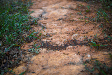 Background, ants running, ants cord, many ants fast on dirt road