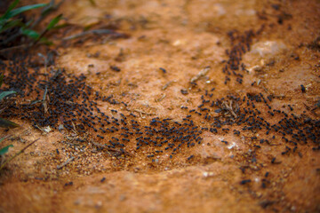 Background, ants running, ants cord, many ants fast on dirt road
