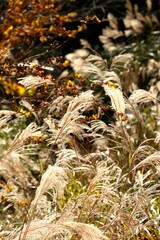 Group of Silver Grasses under Sunlight
