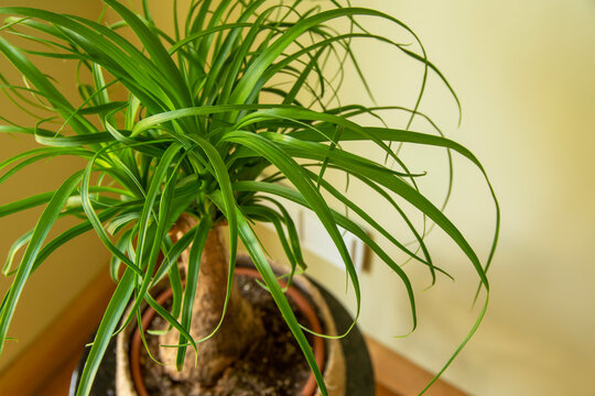 The Beaucarnea Recurvata, also known as Ponytail Palm, or Nolina is a houseplant with a swollen thick brown stem and the long narrow curly, green leaves flow up from this base.