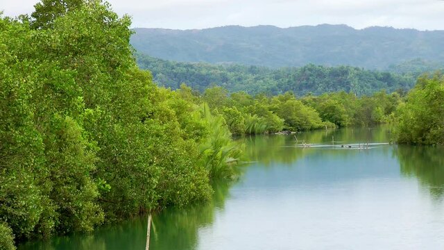 Mangrover trees along a river on Panay island in Philippines	