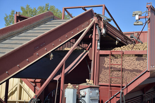 Agriculture: conveyor system for moving potatoes at a sorting lot.