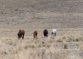 Fototapeta premium Wild Horses in Spring in the Utah Desert