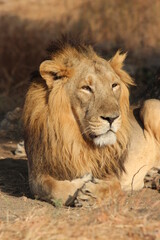 Fototapeta na wymiar Gir lion relaxing