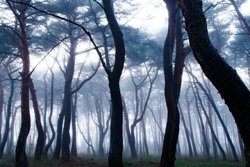 Obraz premium forest in fog