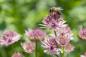 Honigbiene auf Blüte