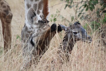 new born giraffe and mom