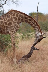 New born giraffe and mom