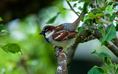 Sparrow on tree while hunting roof