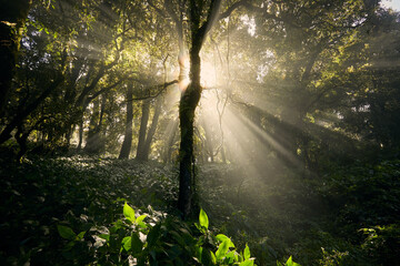 Morning sun shining through trees in beautiful tropical rainforest in Thailand.
