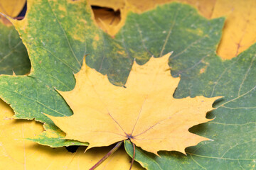 autumn maple leaves are on top of each other in layers