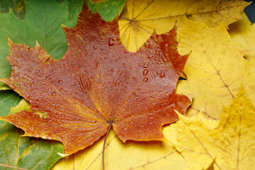 Naklejka na ściany i meble raindrops on autumn maple leaves