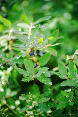 Naklejka premium Honeysuckle with berries and rain