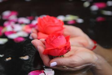 Female hands hold roses in phyto font