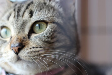 CoCo's pictures checking outside and relaxing